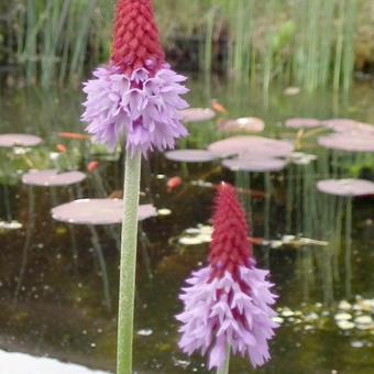 Primula vialii