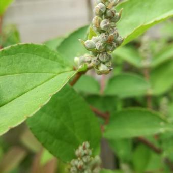 Deutzia crenata 'Pride of Rochester'