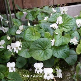 Viola sororia 'Albiflora'