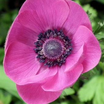 Anemone coronaria  'De Caen'