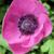 Anemone coronaria  'De Caen'