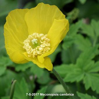 Meconopsis cambrica