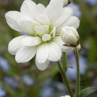 Saxifraga granulata 'Plena'