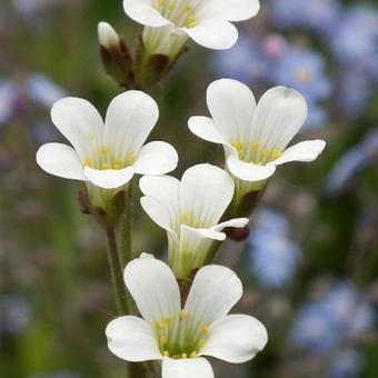 Saxifraga granulata