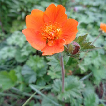 Geum coccineum 'Borisii'