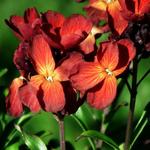 Erysimum cheiri 'Fire King' - 