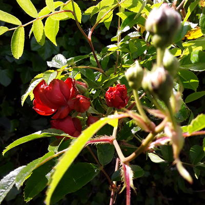 Rosa 'Orange Morsdag Cl.' - 