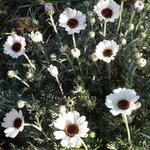 Rhodanthemum 'Casablanca' - 