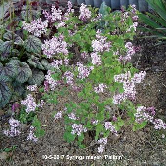 Syringa meyeri 'Palibin'