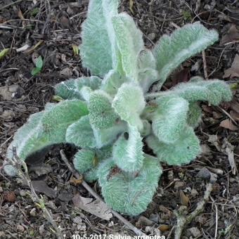 Salvia argentea