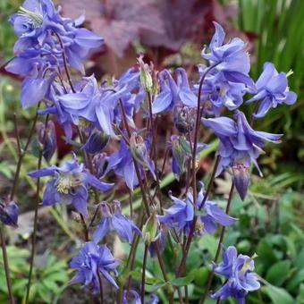 Aquilegia vulgaris