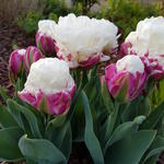 Tulipa 'Ice Cream' - 