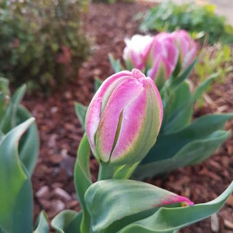 Tulipa 'Ice Cream'