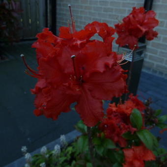 Rhododendron 'Gibraltar'