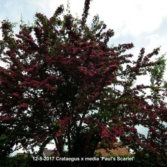 Crataegus x media 'Paul's Scarlet'