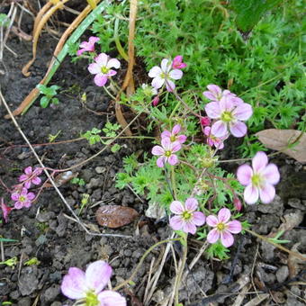 Saxifraga x arendsii 'Carpet Pink'