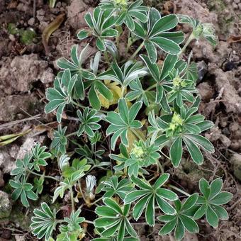 Alchemilla alpina