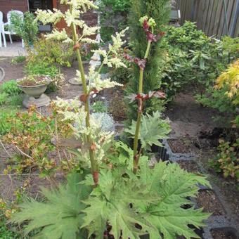 Rheum palmatum var. tanguticum