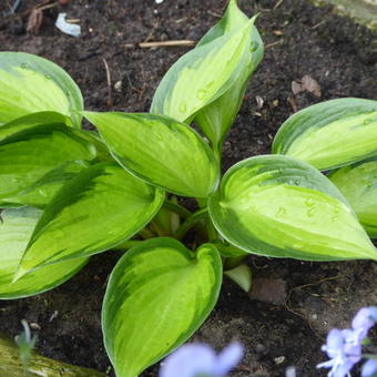 Hosta 'Justine'