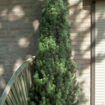 Taxus baccata 'Fastigiata Robusta'