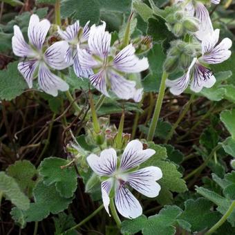 Geranium renardii