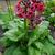 Primula japonica 'Miller's Crimson'