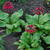 Primula japonica 'Miller's Crimson'