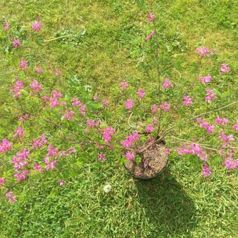 Indigofera himalayensis 'Silk Road'