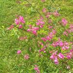 Indigofera himalayensis 'Silk Road' - 