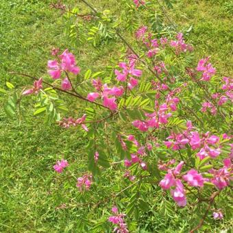 Indigofera himalayensis 'Silk Road'