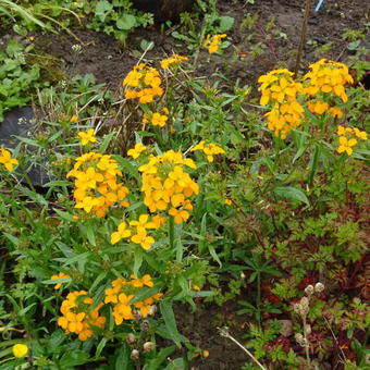 Erysimum x allionii