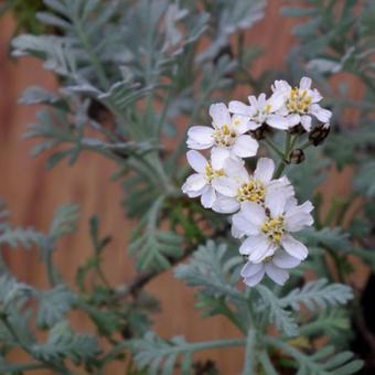 Achillea umbellata