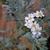 Achillea umbellata