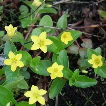 Lysimachia nemorum