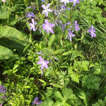 Phlox divaricata subsp. laphamii