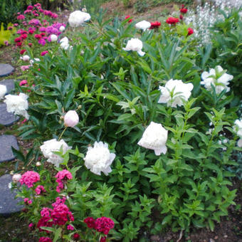 Paeonia officinalis 'Alba Plena'