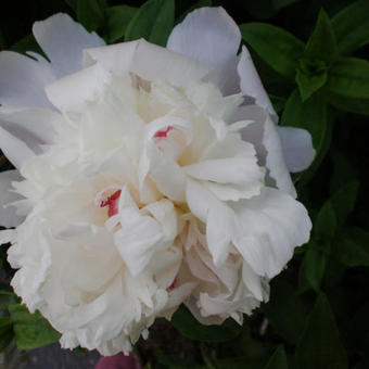 Paeonia officinalis 'Alba Plena'