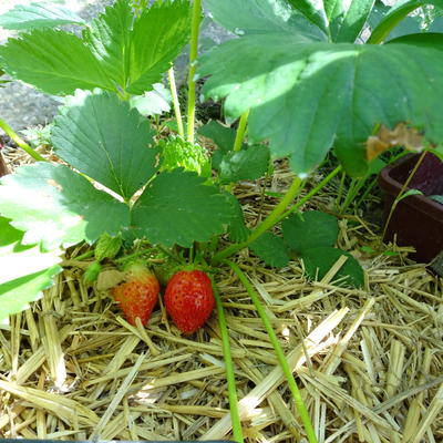 Fragaria x ananassa 'Mara des Bois' - 