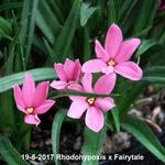 X Rhodoxis Fairytale - 