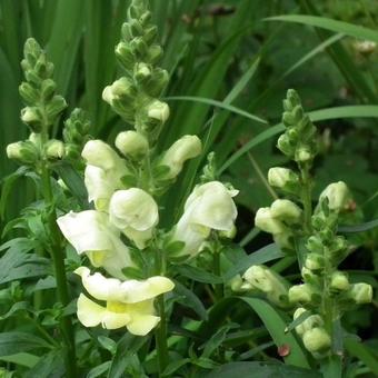 Antirrhinum