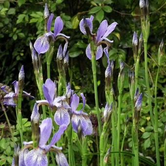 Iris sibirica