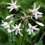 Tulbaghia violacea 'Alba' - 