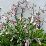 Penstemon hirsutus 'Pygmaeus' - 