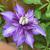 Clematis 'Multi Blue'