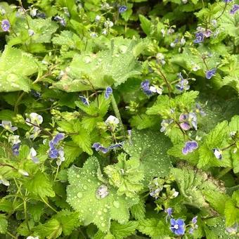 Veronica peduncularis 'Georgia Blue'