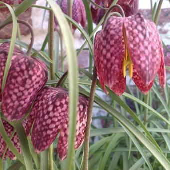 Fritillaria meleagris