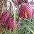 Fritillaria meleagris