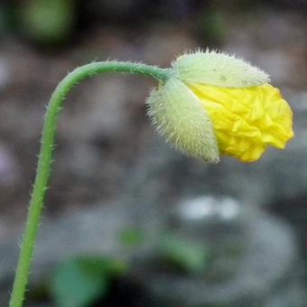 Meconopsis cambrica