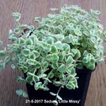 Sedum 'Little Missy' - 