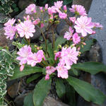 Lewisia cotyledon - Gewöhnliche Bitterwurz - Lewisia cotyledon